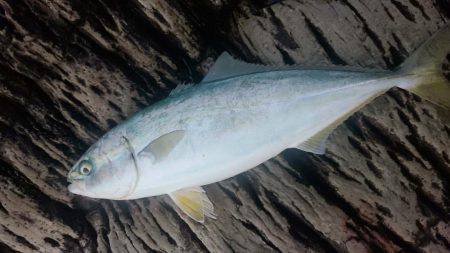 ショアジギング